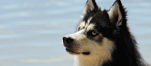 Хаски Хаски - Sputnik Южная Осетия