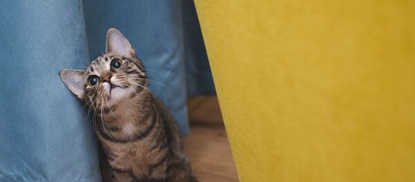 Знакомство уличного котенка с домашней кошкой Знакомство уличного котенка с домашней кошкой - Sputnik Южная Осетия