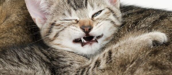 Злой котенок - Sputnik Южная Осетия