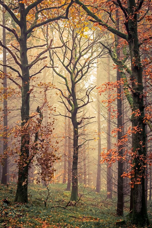 Снимок Mortimers Tree британского фотографа David G Jones, попавший в ТОП-101 конкурса The International Landscape Photographer of the Year 2020 - Sputnik Южная Осетия