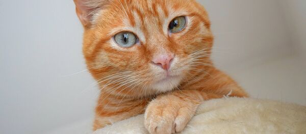 Кошка повторила за хозяйкой упражнения Кошка повторила за хозяйкой упражнения - Sputnik Южная Осетия