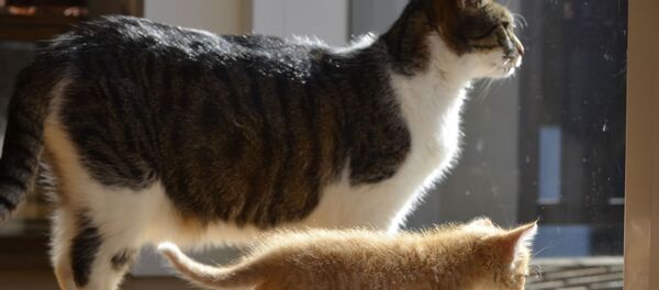 Уличный котенок думает, что обрел семью Уличный котенок думает, что обрел семью - Sputnik Южная Осетия