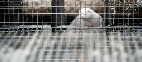 Норка в клетке на норковой ферме в Дании Норка в клетке на норковой ферме в Дании - Sputnik Южная Осетия