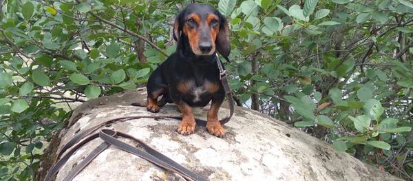 Такса Отто Такса Отто - Sputnik Южная Осетия