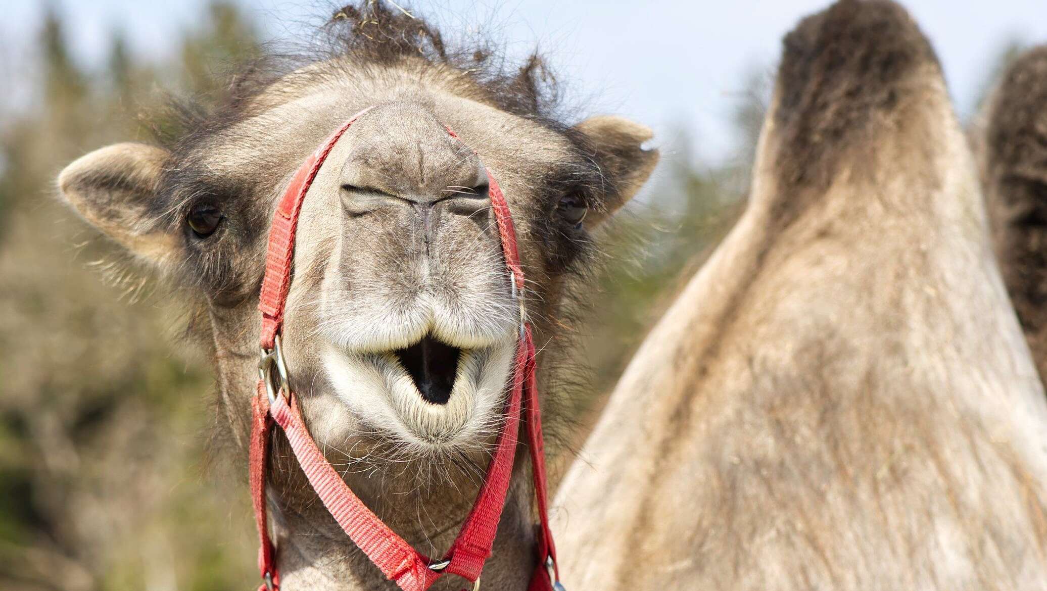 Верблюд в ростовском зоопарке. Комар верблюд. Комар верблюд. Двугорбый верблюд. Размеры верблюда.