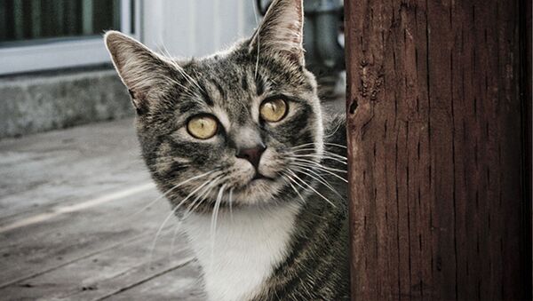 Уставший от детей кот самоизолировался на двери - Sputnik Южная Осетия