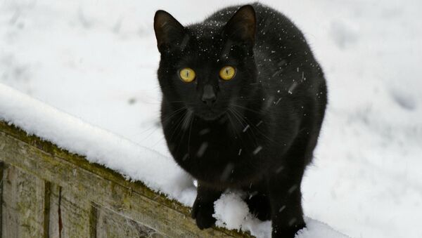 Кот, впервые увидевший снег - Sputnik Южная Осетия
