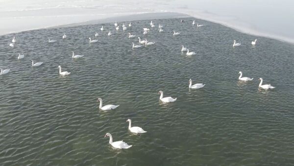Остановка на зимовку: десятки белых лебедей прилетели на озеро Караколь в Казахстане - Sputnik Южная Осетия