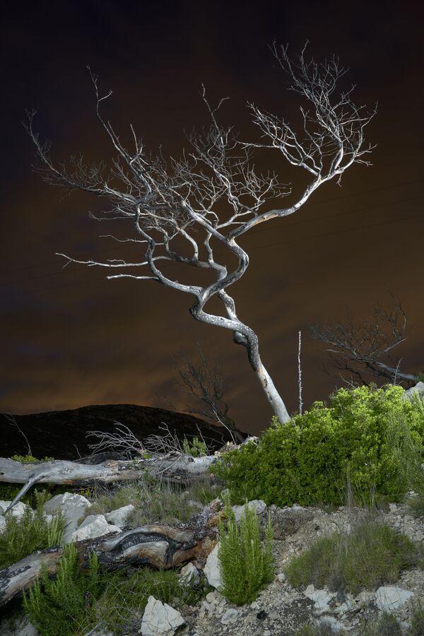 Снимок Dead Tree французского фотографа Charles Xelot, победивший в категории Changing Forests конкурса 2020 Earth Photo - Sputnik Южная Осетия