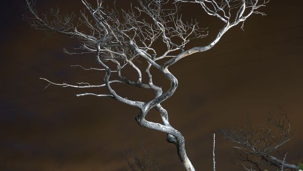 Снимок Dead Tree французского фотографа Charles Xelot, победивший в категории Changing Forests конкурса 2020 Earth Photo - Sputnik Южная Осетия