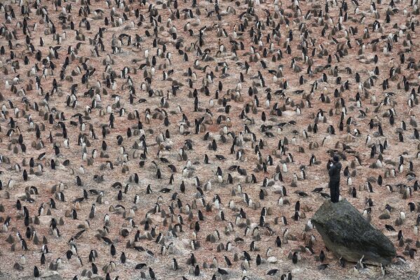 Снимок Penguin Scientists in Antarctica шведского фотографа Christian Åslund, вошедший в шортлист категории A Climate of Change конкурса Earth Photo 2020 - Sputnik Южная Осетия
