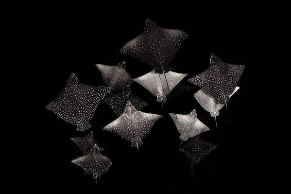 Снимок Constellation of Eagle Rays британского фотографа Henley Spiers, победивший в категории Black and White конкурса 2020 Nature Photographer of the Year - Sputnik Южная Осетия