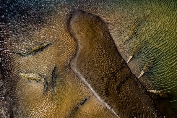 Снимок Cocos Island мексиканского фотографа Sergio Rivero Beneitez, высоко оцененный в категории Other animals конкурса 2020 Nature Photographer of the Year - Sputnik Южная Осетия