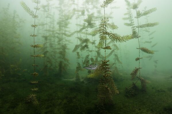 Снимок In The Hiding сербского фотографа Milos Prelevic, победивший в категории Underwater конкурса 2020 Nature Photographer of the Year - Sputnik Южная Осетия