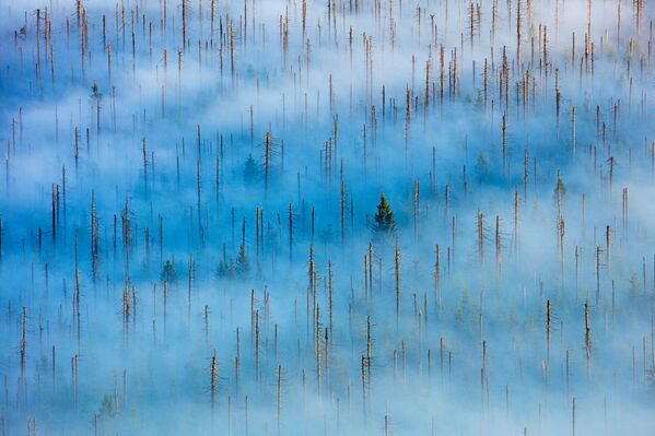 Снимок Dead Forest немецкого фотографа Radomir Jakubowski, победивший в категории Plants and Fungi конкурса 2020 Nature Photographer of the Year - Sputnik Южная Осетия