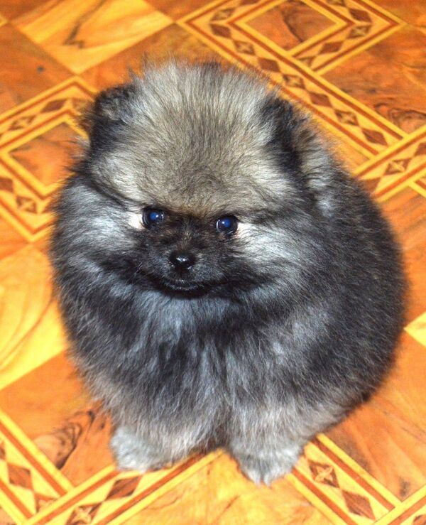 Цхинвальский Айболит: Гиули Петоева о работе ветеринара и питомнике Tessoro del Alania Цхинвальский Айболит: Гиули Петоева о работе ветеринара и питомнике Tessoro del Alania - Sputnik Южная Осетия