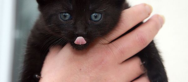 Кот проворно стащил еду прямо с вилки хозяина Кот проворно стащил еду прямо с вилки хозяина - Sputnik Южная Осетия