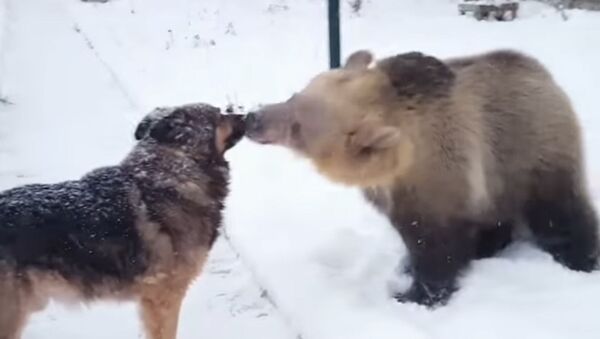 Медведь и собака играют в снегу - Sputnik Южная Осетия