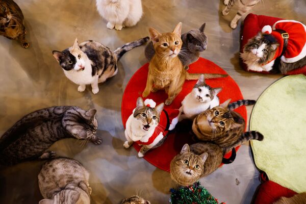 Кошки смотрят на Catgarden в Сеуле, Южная Корея - Sputnik Южная Осетия