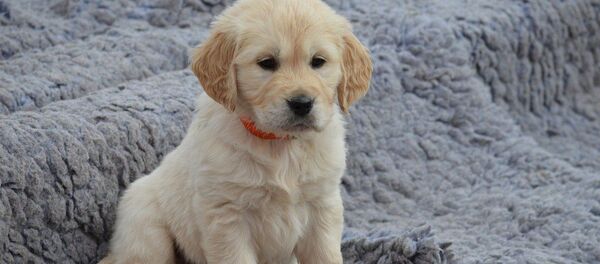 Реакция собаки на возвращение хозяев умилила Сеть - Sputnik Южная Осетия