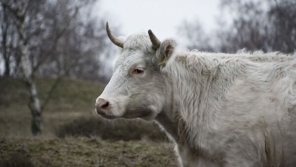 Неожиданная реакция коровы на первый снег - Sputnik Южная Осетия