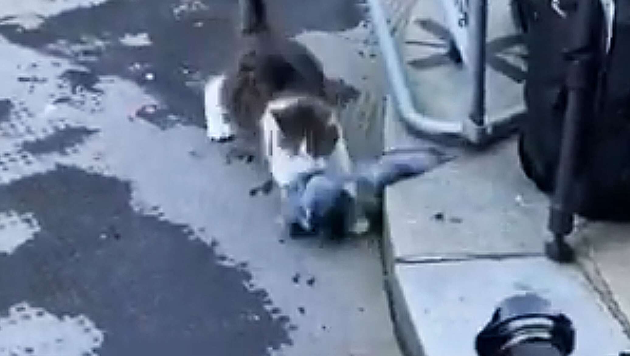 Первые видео нападения на крокус. Кошка напала на голубя. Сорока нападает на кота.