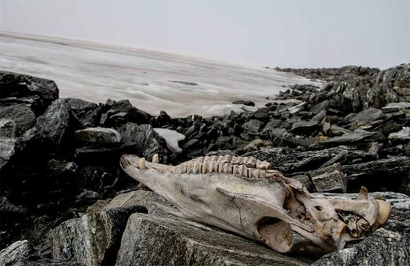 Обнаруженный череп лошади в леднике Lendbreen в Норвегии  - Sputnik Южная Осетия