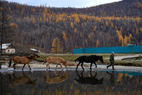 Местный житель ведет лошадей на пастбище вблизи села Алыгджер Тофаларского муниципального образования Иркутской области - Sputnik Южная Осетия