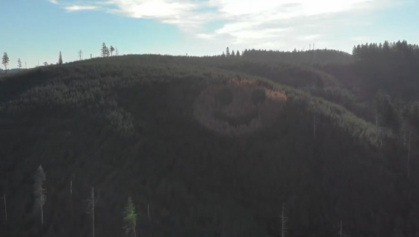 Смайлик не холме: в Америке улыбаются даже деревьядеревья - Sputnik Южная Осетия