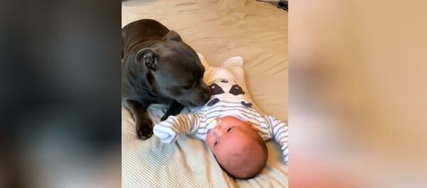 Трогательная дружба малыша и собаки покорила пользователей соцсетей Трогательная дружба малыша и собаки покорила пользователей соцсетей - Sputnik Южная Осетия