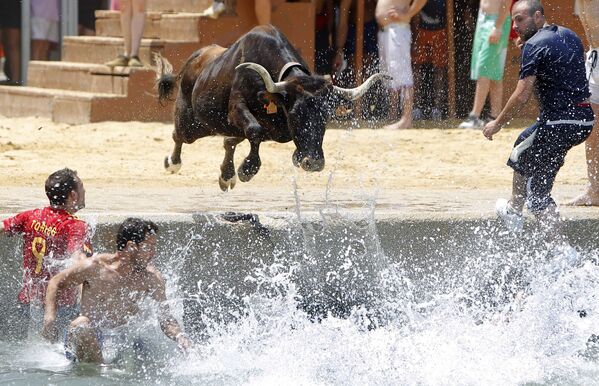 Бык прыгает в море во время испанского фестиваля Bous a la mar - Sputnik Южная Осетия