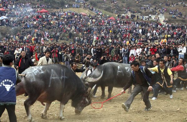 Этническая группа народов Мяо во время боя быков в Китае  - Sputnik Южная Осетия