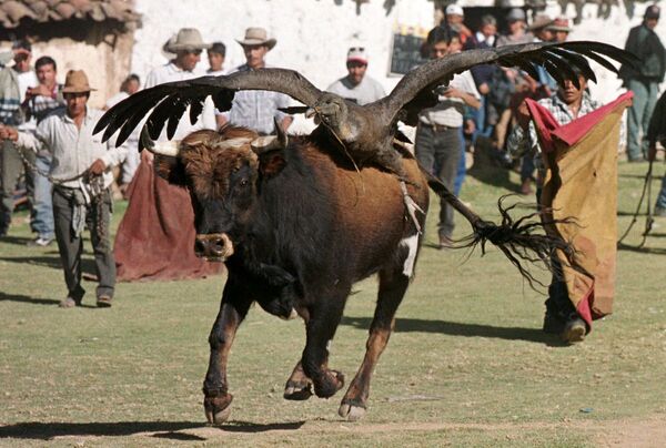 Бык с кондором на спине во время боя с быками в Перу - Sputnik Южная Осетия
