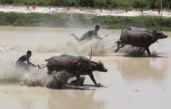 Тайские фермеры во время гонок с быками в Таиланде  - Sputnik Южная Осетия