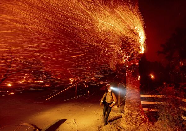 Пожарный проходит мимо горящего дерева во время тушения пожара в общине Сильверадо в Калифорнии - Sputnik Южная Осетия