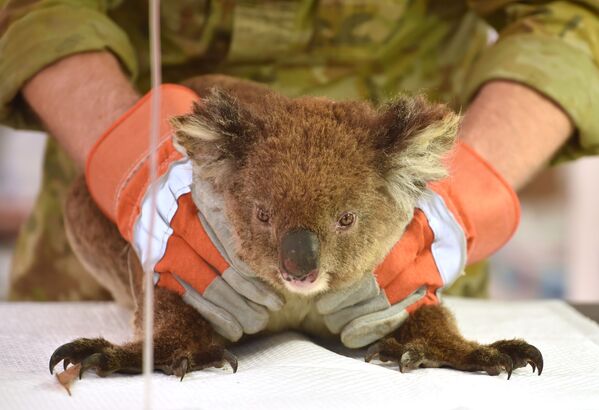 Раненная во время лесных пожаров в Австралии коала проходит лечение в импровизированном полевом госпитале в парке дикой природы острова Кенгуру - Sputnik Южная Осетия
