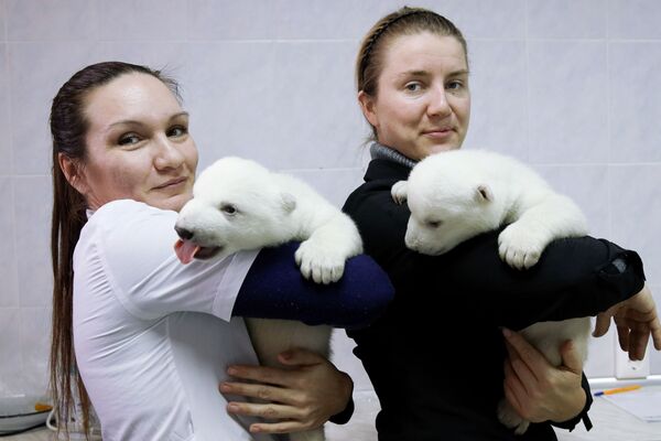 Детеныши белого медведя в сафари-парке Геленджика - Sputnik Южная Осетия