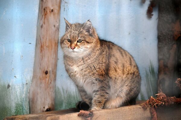 Степной кот в вольере Московского зоопарка - Sputnik Южная Осетия