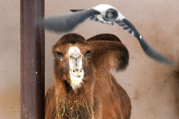 Верблюд двугорбый в вольере Московского зоопарка - Sputnik Южная Осетия
