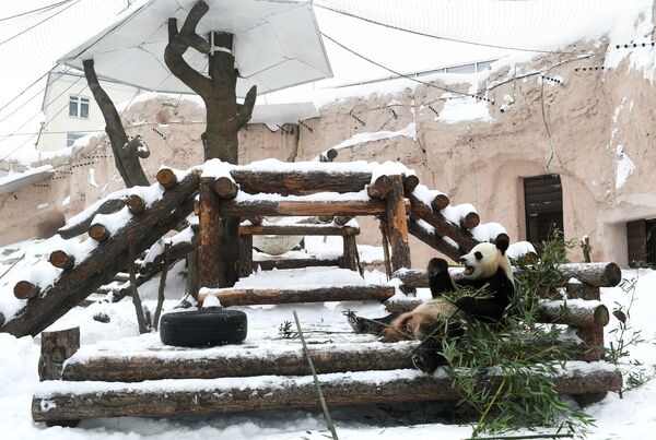 Большая панда в вольере Московского зоопарка - Sputnik Южная Осетия