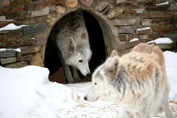 Полярные волки в вольере Московского зоопарка - Sputnik Южная Осетия