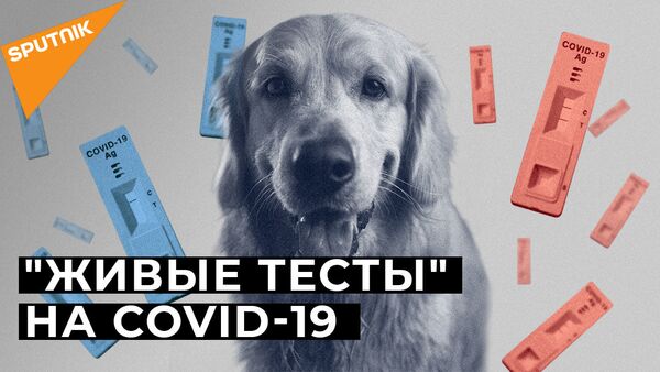 Нюх на COVID-19: могут ли собаки распознать зараженных коронавирусом? - Sputnik Южная Осетия
