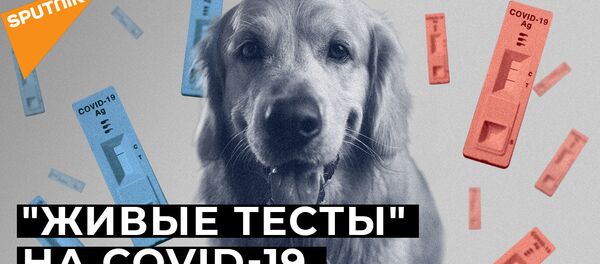 Нюх на COVID-19: могут ли собаки распознать зараженных коронавирусом? Нюх на COVID-19: могут ли собаки распознать зараженных коронавирусом? - Sputnik Южная Осетия