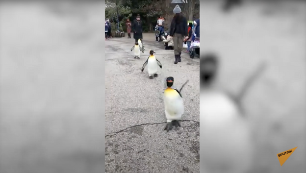 Королевский парад пингвинов: забавное видео из зоопарка - Sputnik Южная Осетия