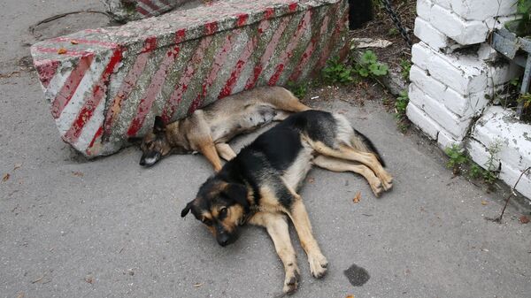 Бездомные собаки. Архивное фото - Sputnik Южная Осетия