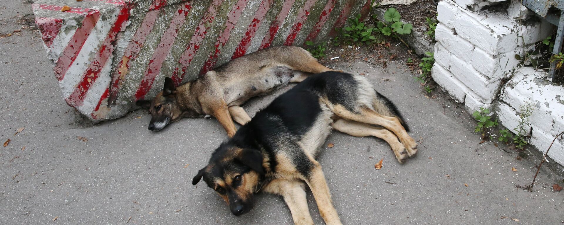 Бездомные собаки. Архивное фото - Sputnik Южная Осетия, 1920, 27.01.2021