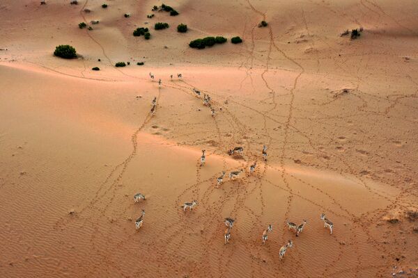 Арабские песчаные газели на курорте Telal Resort в Абу-Даби - Sputnik Южная Осетия
