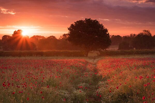 Снимок Poppy Coven британского фотографа Simon Lea, ставший победителем в категории Wildflower Landscapes конкурса The International Garden Photographer of the Year Competition-14 - Sputnik Южная Осетия