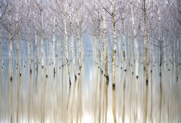 Снимок Flooding Birches фотографа Gianluca Gianferrari, ставший победителем в категории Trees, Woods & Forests конкурса The International Garden Photographer of the Year Competition-14 - Sputnik Южная Осетия