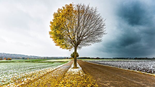 Снимок The Autumn-Winter Tree немецкого фотографа Clara Wanjura, ставший финалистом в категории Trees, Woods & Forests конкурса The International Garden Photographer of the Year Competition-14 - Sputnik Южная Осетия
